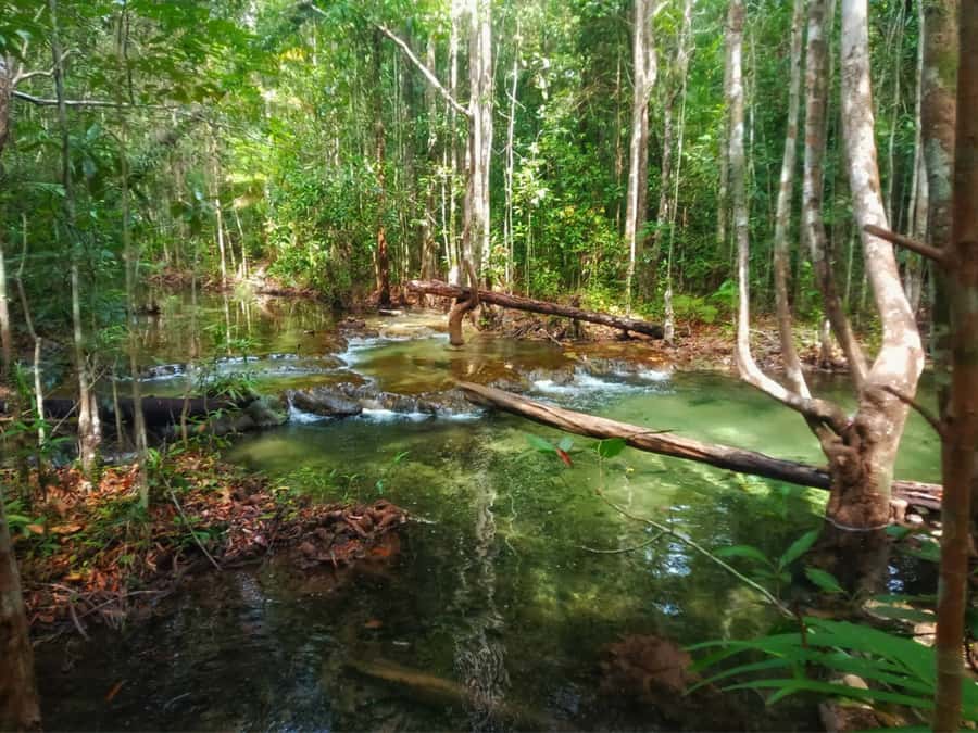 Ko Lanta: Full Day Emerald Pool&Hot Spring With Tiger Temple - Who should book this tour?