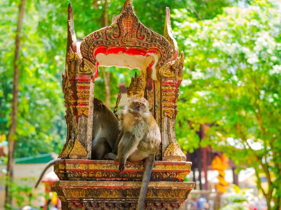 Ko Lanta: Private Tiger Cave, Hot Spring & Emerald Pool Tour - Krabi Hot Springs and 90 minutes of warm water