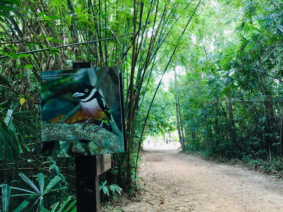 Krabi: Emerald Pool and Hot Spring Waterfall with ATV Riding - Transport, guides, and how the day feels