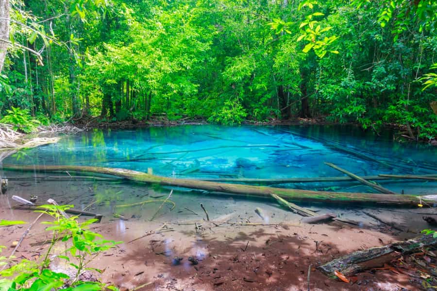 Krabi: Klongtom Hot Spring, Emerald Pool and Tiger Cave Tour - Thai lunch near the jungle