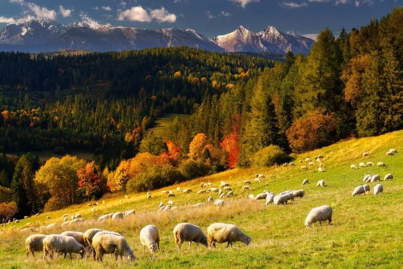 Krakow: Zakopane and/or Thermal Baths Experience - Oscypek and vodka tastings with a local flavor