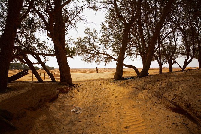 Ksar Ghilane 1 day: The hot spring and the homestay - Sidi Idriss and the Star Wars connection