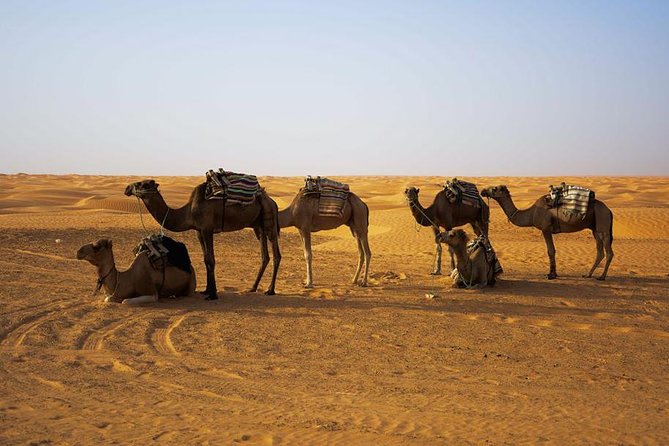 Ksar Ghilane 1 day: The hot spring and the homestay - The pace, the timing, and the main caution