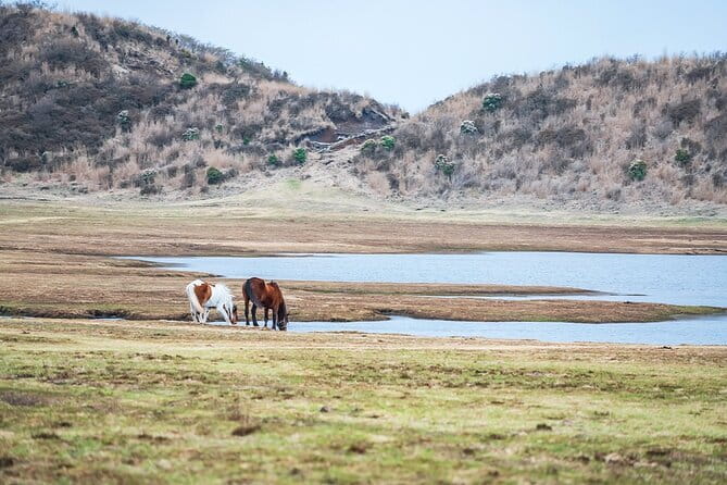 Kyushu: Aso Vocano, Grassland,Onsen and Aso shrine 1-Day Tour - The guide can make or break the experience