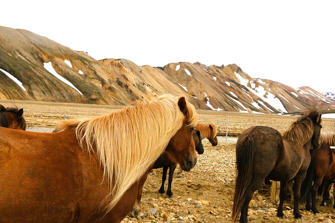 Landmannalaugar Hiking, Haifoss Waterfall and Hot Springs Tour - Hjálparfoss: a compact first stop
