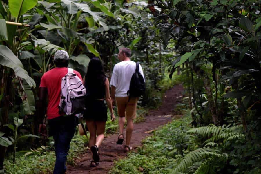 Materuni Waterfalls, Chemka Hot Springs, &/Or Coffee Tour - The Materuni coffee experience, from bean to cup