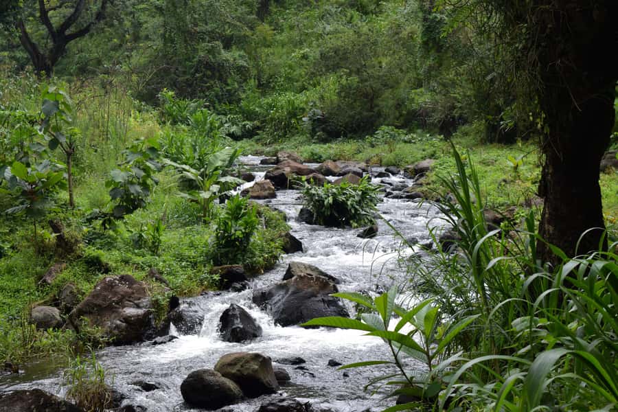 Materuni Waterfalls, Chemka Hot Springs, &/Or Coffee Tour - A local lunch with vegetarian choices