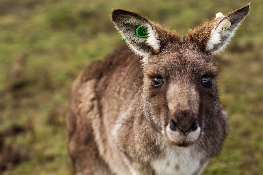 Melbourne: Mornington Peninsula & Hot Springs Tour 8 pax max - Cape Schanck and the lighthouse precinct