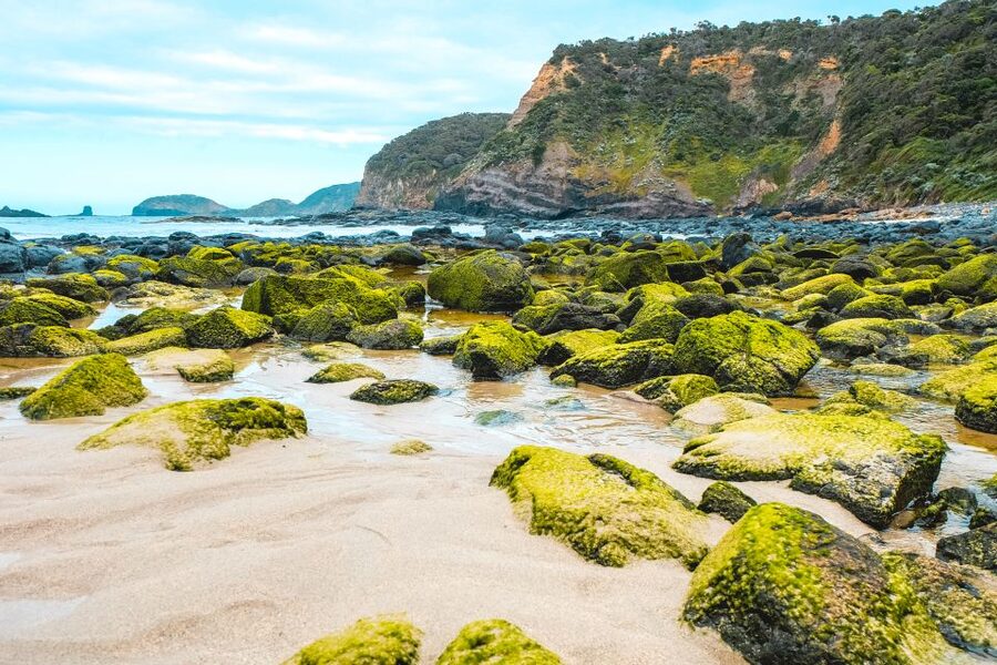 Melbourne: Mornington Peninsula & Hot Springs Tour 8 pax max - Cafe lunch and what you need to budget