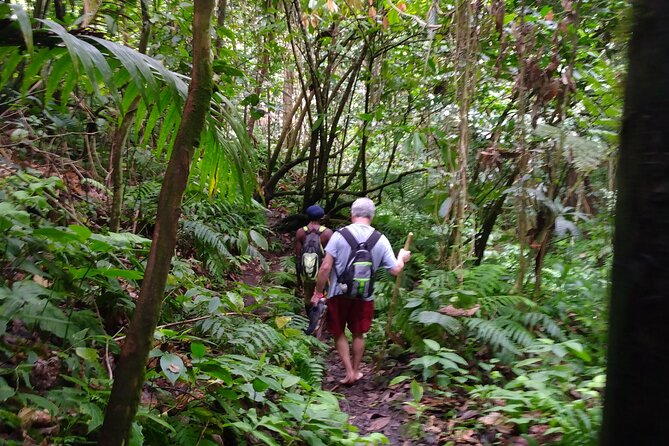 Mindfulness Rainforest Hike, Forest Bathing, Volcanic Hot Springs - Three to four hours among roots and rocks