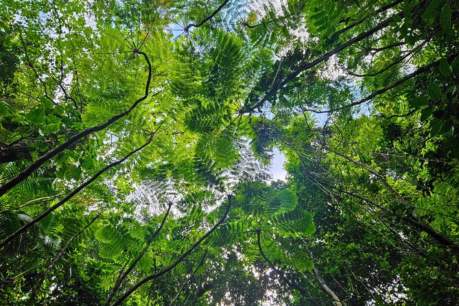 Mindfulness Rainforest Hike, Forest Bathing, Volcanic Hot Springs - Mindfulness, stretching, and self-massage