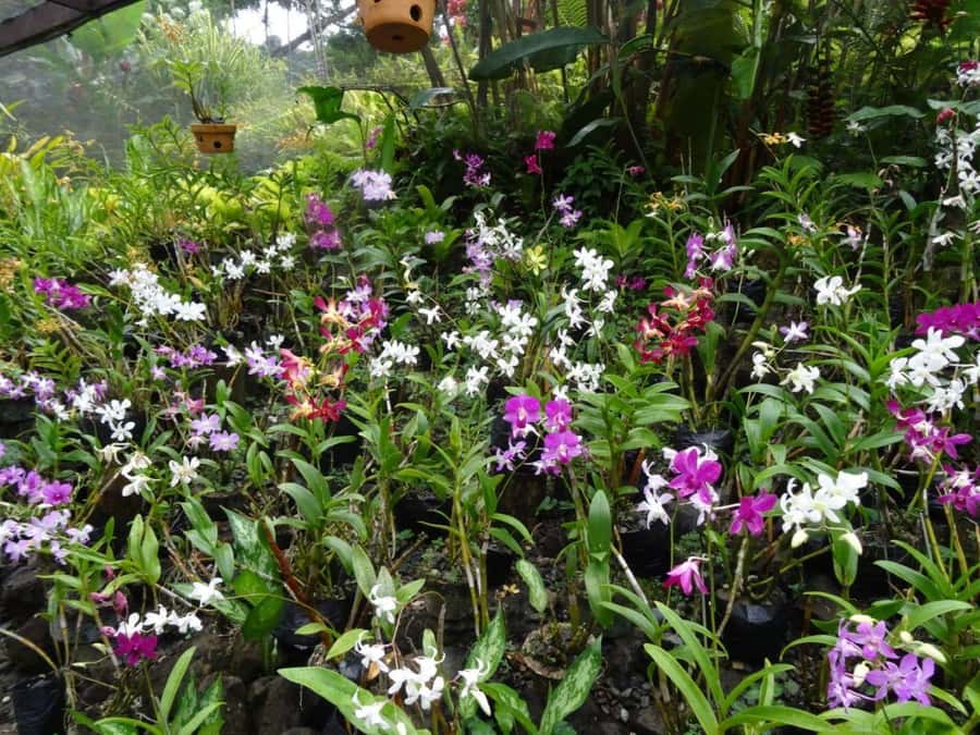 Nadi: Garden Village Hot Spring & Temple Highlights Tour - Why the Six-Hour Format Works