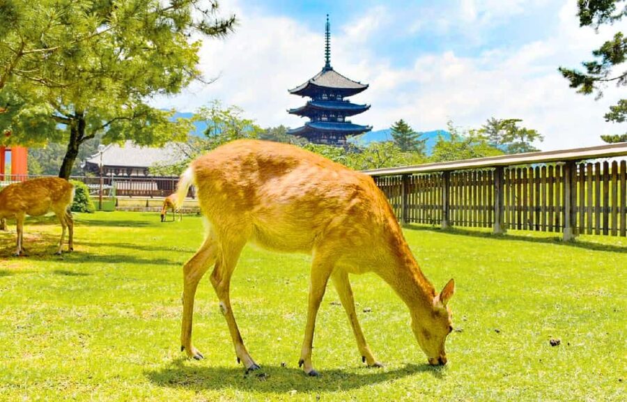 Osaka: Nara and Uji Day Trip with Deer Park and Hot Spring - The day in five memorable pieces