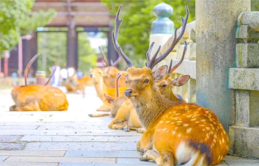 Osaka: Nara and Uji Day Trip with Deer Park and Hot Spring - Guides, group rhythm, and practical comfort