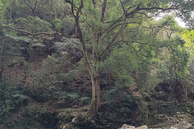 Osaka River Rapids Hike and Natural Hot Spring tour - Who will enjoy this experience most