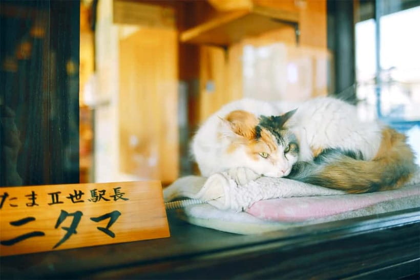Osaka: Wakayama Cat Train, Seafood market, Hot Springs Tour - Senjojiki’s broad Pacific views