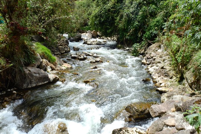 Papallacta Hot Springs & Guango Birding Reserve Private Tour - Guango Lodge Brings Hummingbirds Close