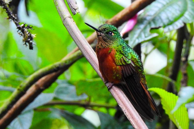 Papallacta Hot Springs & Guango Birding Reserve Private Tour - Who Will Get the Most From This Tour?