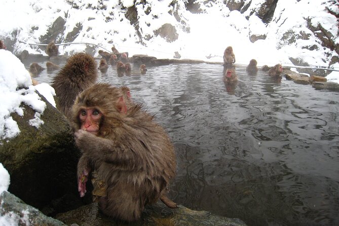 Personalized Private Guided Tour from Myoko Kogen - Shibu Onsen and its nine public baths