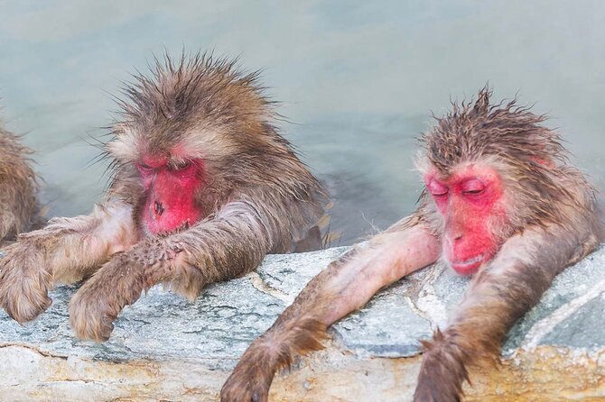 Personalized Private Guided Tour from Myoko Kogen - Walking into Jigokudani Snow Monkey Park