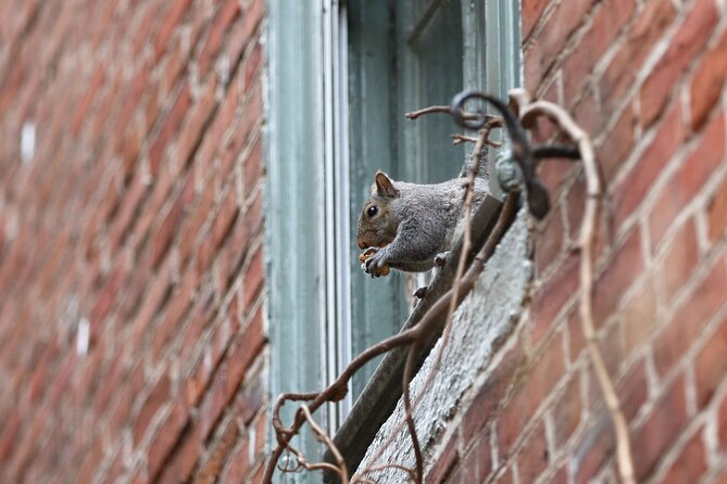 Philadelphia Walking Tour: A Lot of Colonial Nonsense - Why this small Philadelphia tour feels different