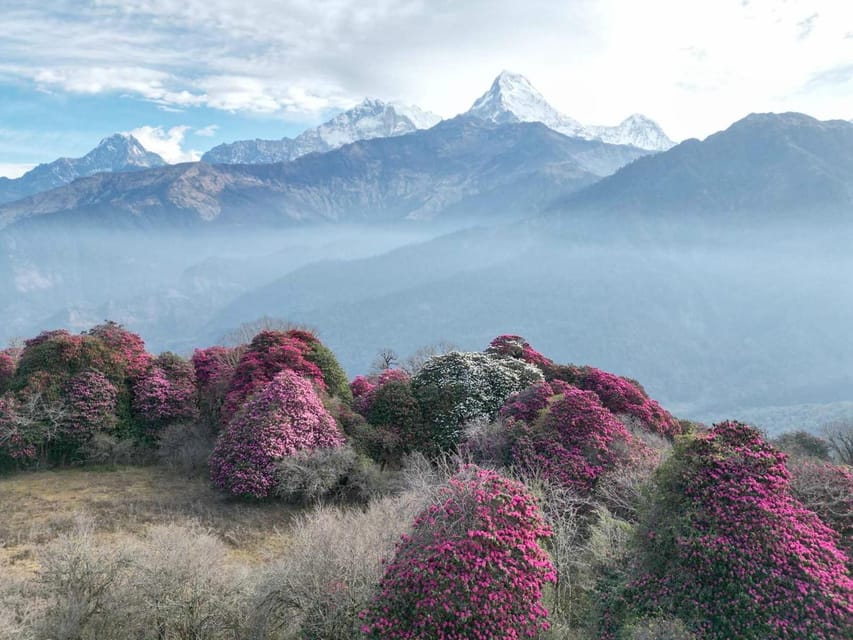 Pokhara: 7-Day Annapurna Base Camp Via PoonHill & Hot Spring - Day 4: Sinuwa to Deurali through forest