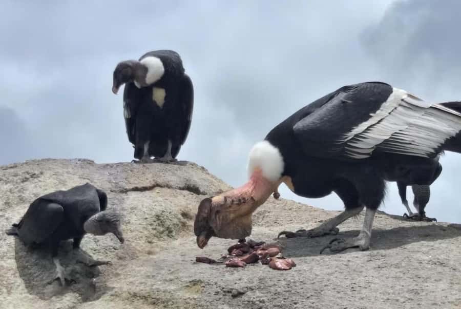 Popayan: Condor Watching in Purace + San Juan Hot Springs - Frailejones, Bedón Waterfall, and Andulbio Lagoon