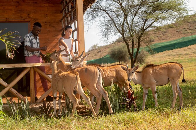 Private Day Tour in Serval Wildlife and Kikuletwa Hot Spring - Key points at a glance