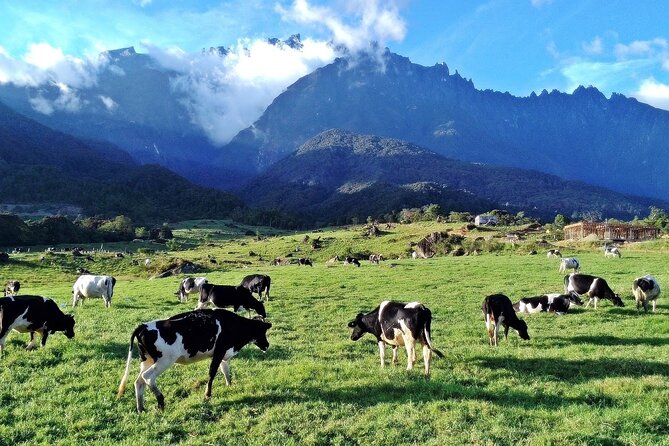 Private Desa Dairy Farm, Kinabalu National Park, Hot Spring & Canopy Walk Tour - A full day from Kota Kinabalu to Mount Kinabalu country