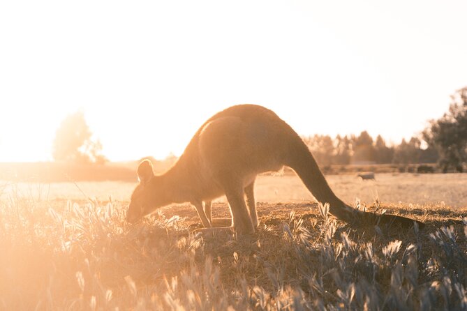 Private Mornington Peninsula Hike and Hot Springs Tour - Why this Mornington Peninsula day works so well