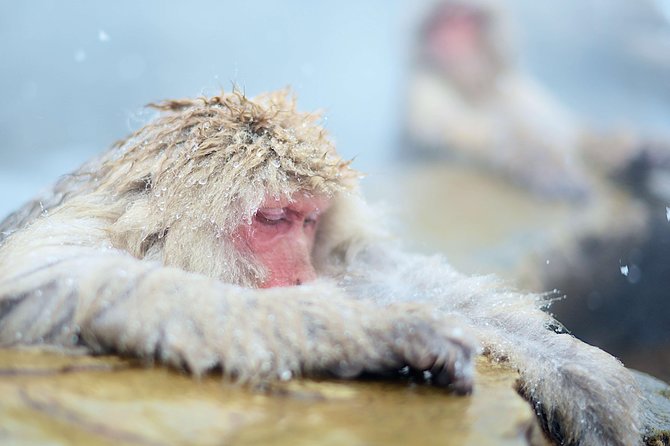 Private Nagano 1-Day Tour:Snow Monkeys,Zenko-ji,Obuse,Sake,Onsen - Hokusai Museum: a focused art stop