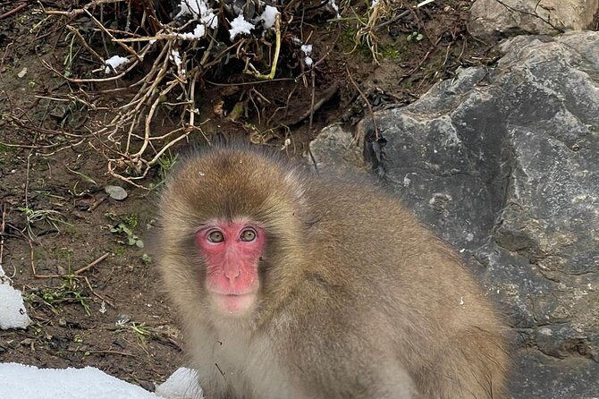 Private Tour to Snow Monkey, Zenkoji Temple & Hot Springs Nagano - Private transport and guide attention