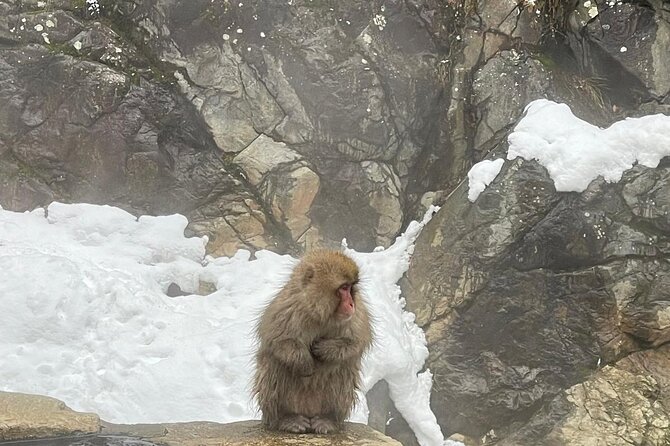 Private Tour to Snow Monkey, Zenkoji Temple & Hot Springs Nagano - Who will enjoy this tour most