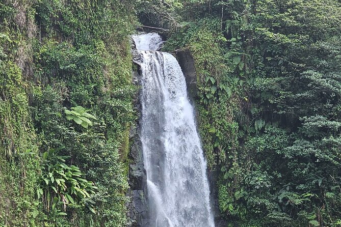 Relax in Hot Springs and swim in Titou Gorge and Trafalgar Falls - Tropical plants at the Dominica Botanical Gardens