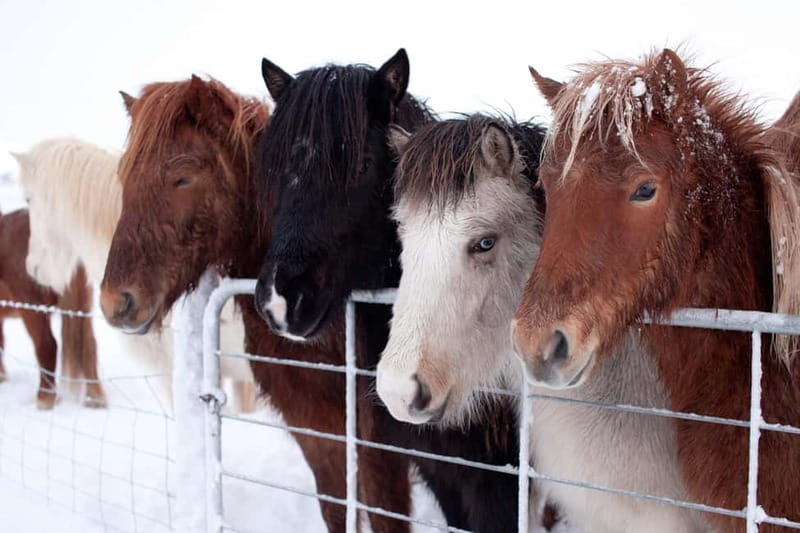 Reykjavik: Full-Day Golden Circle & Geothermal Greenhouse - Cold-weather advice and small practical details