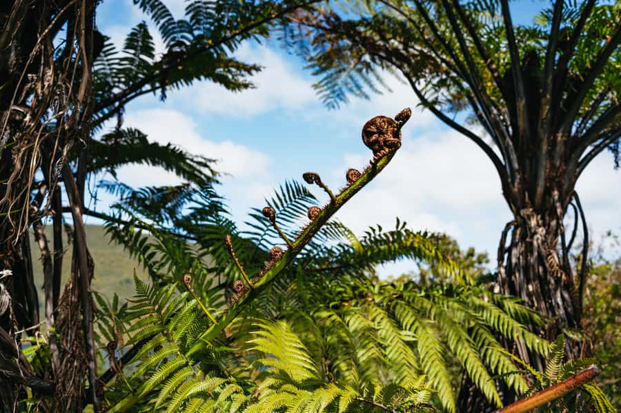 Rotorua: 'Thermal Path Tour' Geothermal half day Tour - Stephen can make the small group feel personal