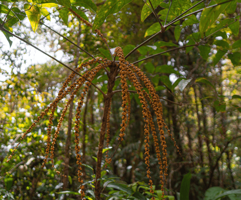 Sabah: Kinabalu Park, Hot Springs, and Cow Farm Day Tour - Poring Hot Springs and the canopy walk issue
