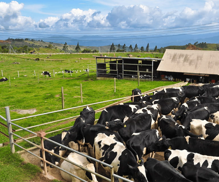 Sabah: Kinabalu Park, Hot Springs, and Cow Farm Day Tour - Nabalu Market: a useful first stop