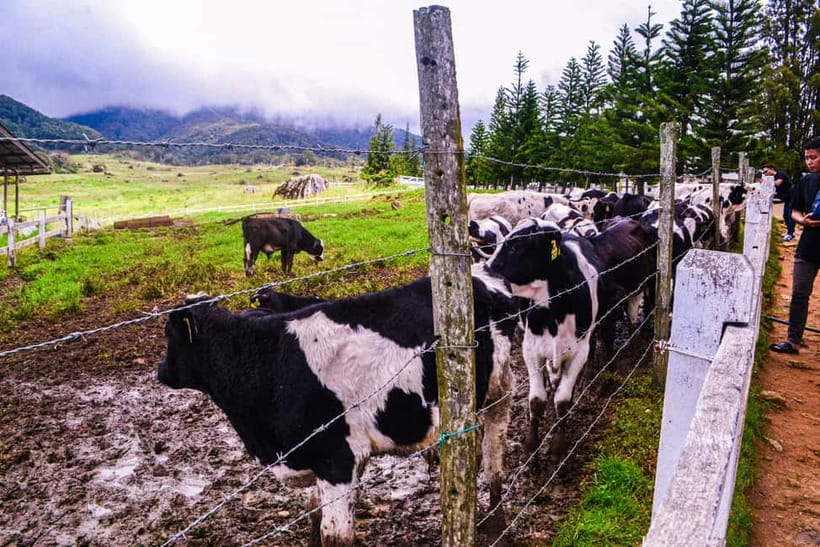Sabah: Kinabalu Park, Poring Hot Springs & Desa Farm Tour - Lunch at a local restaurant