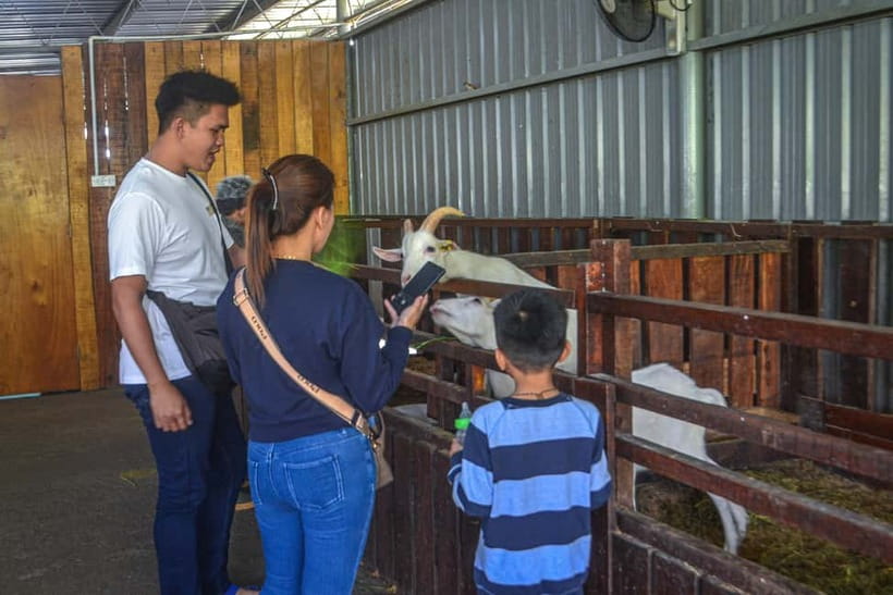 Sabah: Kinabalu Park, Poring Hot Springs & Desa Farm Tour - Desa Dairy Farm, Sabah’s Little New Zealand