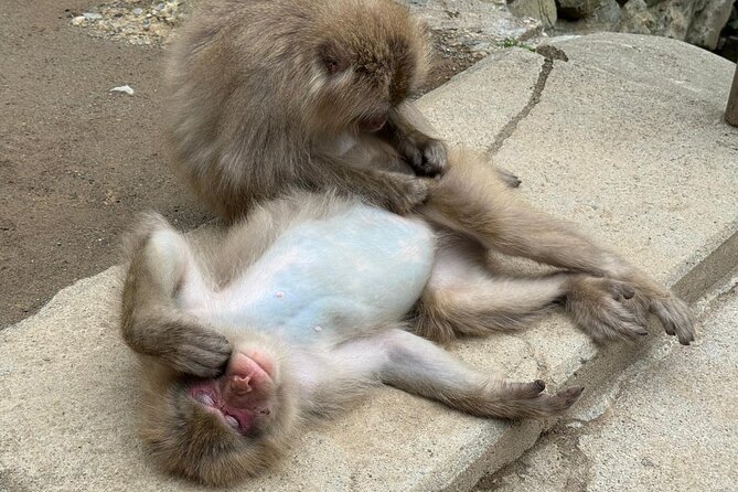 Snow Monkey Park, Soba Lunch and Shibu Onsen Tour - Timing, transport, and group size