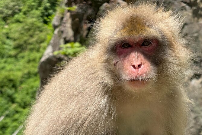 Snow Monkey Park, Soba Lunch and Shibu Onsen Tour - Who will get the most from this experience