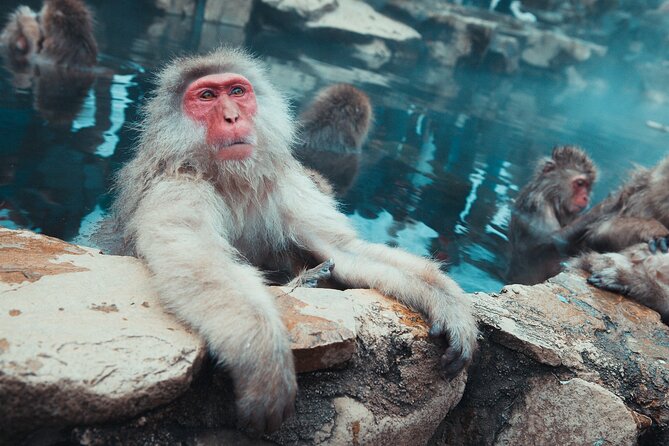 Snow Monkey & Shibu Onsen Afternoon Tour (Depart: Iiyama & Nozwa) - Walking through the cedar forest to Jigokudani