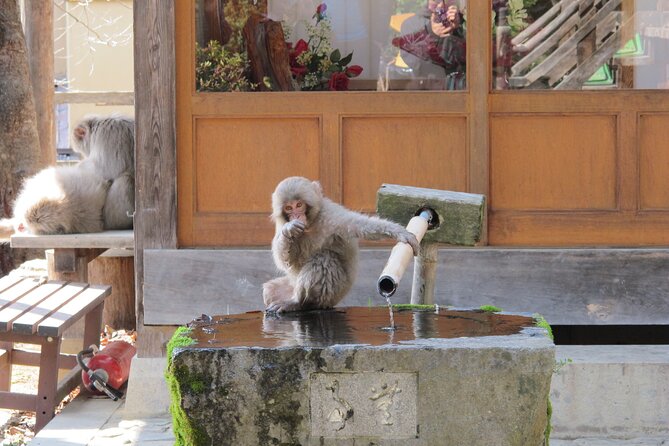 Snow Monkey & Shibu Onsen Afternoon Tour (Depart: Iiyama & Nozwa) - Return times and planning your evening