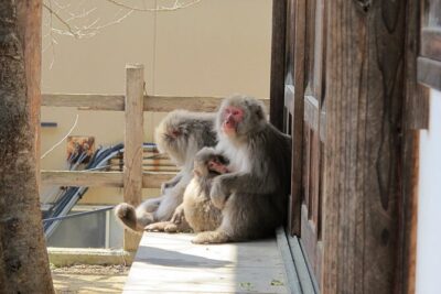 Snow Monkey & Shibu Onsen Afternoon Tour (Depart: Iiyama & Nozwa)
