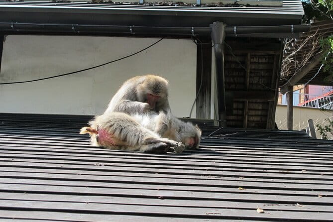 Snow Monkey & Shibu Onsen Private Tour (Nagano, Nozawa, Myoko) - Why this combination works so well