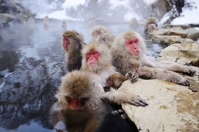 Snow Monkey & Shibu Onsen Private Tour (Nagano, Nozawa, Myoko) - Walking through Shibu Onsen