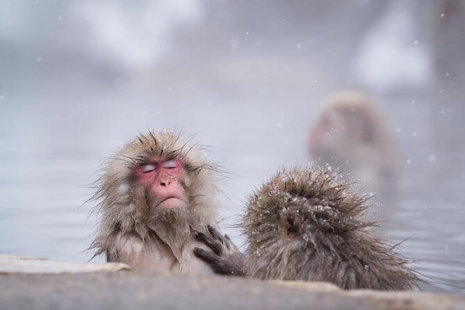 Snow Monkey & Shibu Onsen Private Tour (Nagano, Nozawa, Myoko) - Booking, cancellation, and day selection