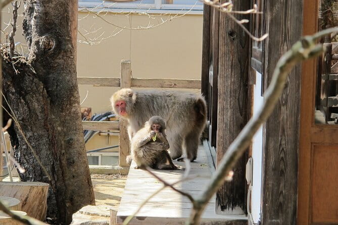 Snow Monkey & Shibu Onsen Private Tour (Nagano, Nozawa, Myoko) - Tamamura Honten, sake, beer, and art