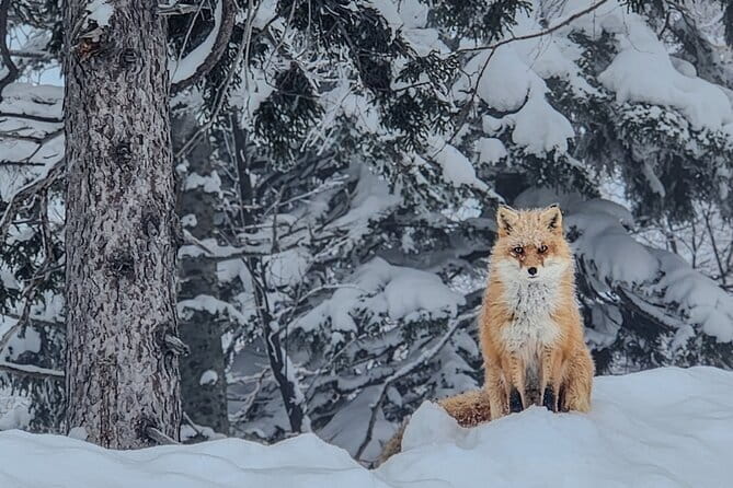 Snowshoe Adventures and Onsen Bliss Winter Escape in Furano - The drive from Furano to the snow